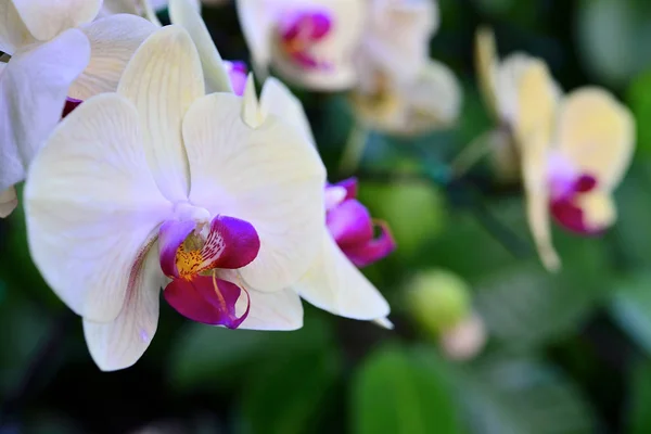 Orkide Tayland çiçek kraliçesi olarak kabul edilir