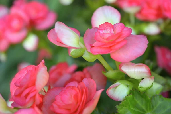 Kırmızı Çiçek ve yeşil yaprak