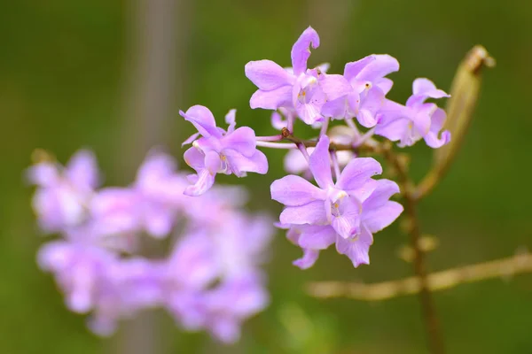 Çiçek arması Naga tatlı menekşe