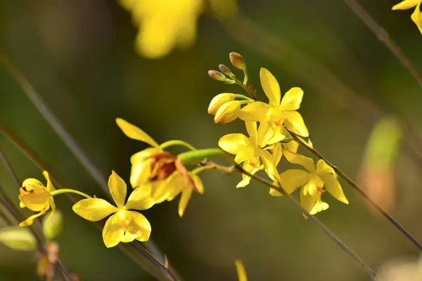 Birçok sarı çiçek