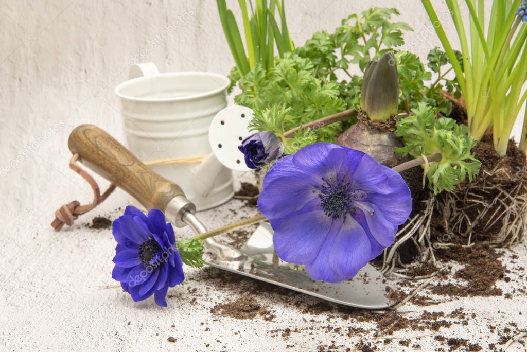 Plants replanting, anemone, waterring can, trowel, soil