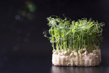 Tatlı bezelye filizleri koyu arka planda yalnız büyüyor.