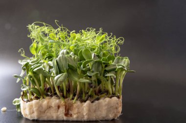 Güneş çiçekleri ve tatlı bezelye filizleri yeşeriyor, karanlık arka planda izole bir şekilde.