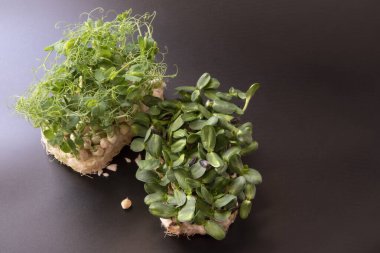 Güneş çiçekleri ve tatlı bezelye filizleri yeşeriyor, karanlık arka planda izole bir şekilde.