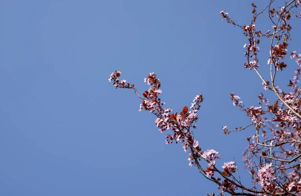 Pink Blooming Cherry Flowers Branches Blue Sky Background — Stock Photo, Image