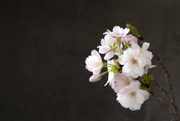 Blooming sakura in close up, black background — Stock Photo, Image