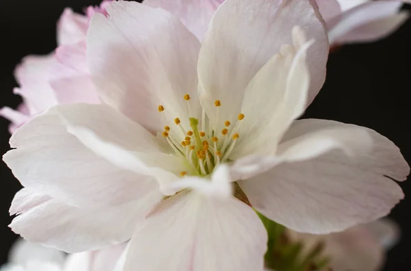 Çiçek açan sakura, yakın plan, siyah arkaplan — Stok fotoğraf