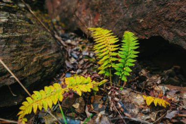 A fern grows around the stones