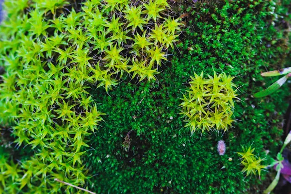 Top view of growing moss — Stock Photo, Image
