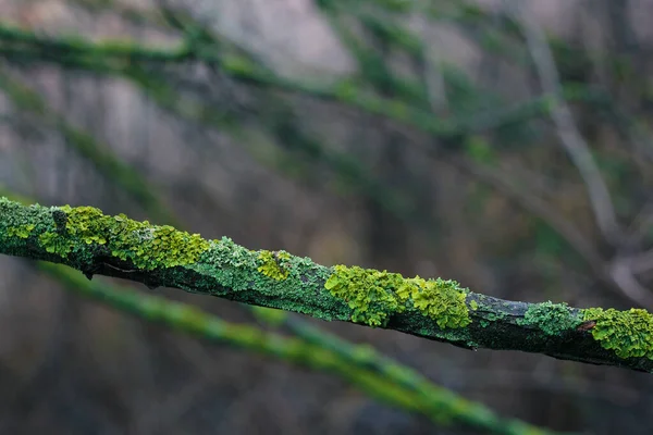 Moss on the tree's branch — Stockfoto