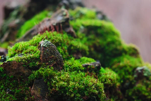 Moss vegetation on the stone — Stockfoto