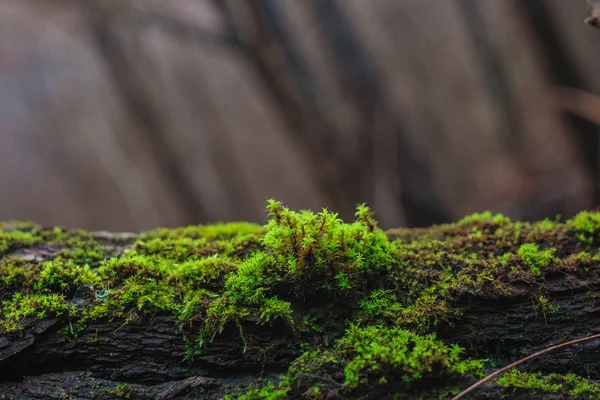 Moss growing on the fallen tree on blurry bokeh background Royalty Free Εικόνες Αρχείου