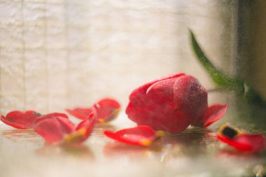 Suyun sıktığı güzel kırmızı lale çiçeği. Cam arka planda yapraklar var. Yumuşak bahar fotoğrafçılığı