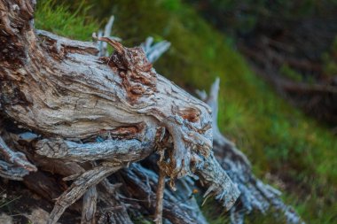 Dolomitlerin güzelliği. İtalya