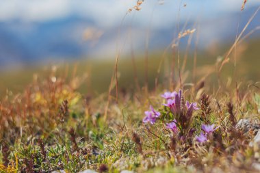 Dolomitlerin güzelliği. İtalya