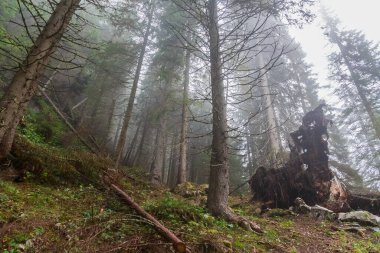 Dolomitlerin güzelliği. İtalya