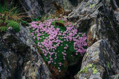 İsviçre Alpleri, Güzel Alpler, Bulutlardaki Dağlar