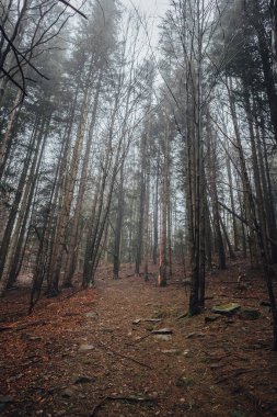 Pasif Karpat Ormanı, Karpat Şelalesi