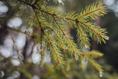 Pasif Karpat Ormanı, Karpat Şelalesi