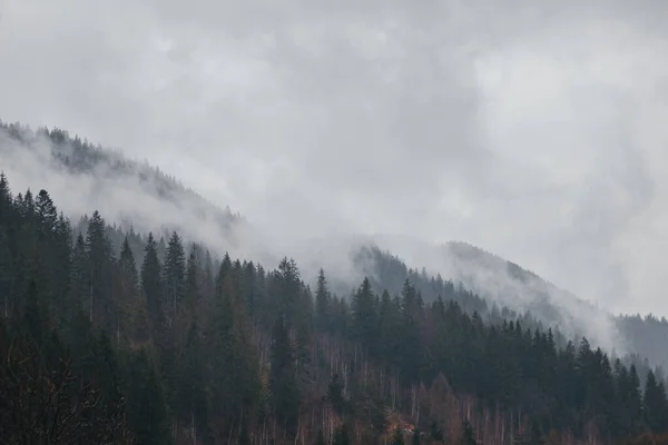 Slapend Karpaten Bos Karpaten Vallen — Stockfoto