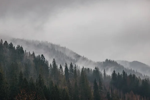 Pasif Karpat Ormanı Karpat Şelalesi — Stok fotoğraf