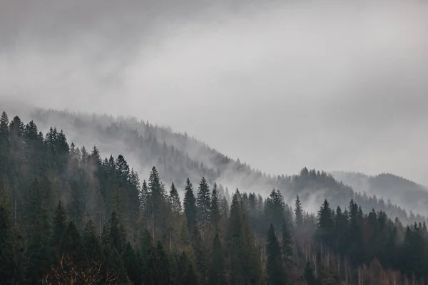 Slapend Karpaten Bos Karpaten Vallen — Stockfoto