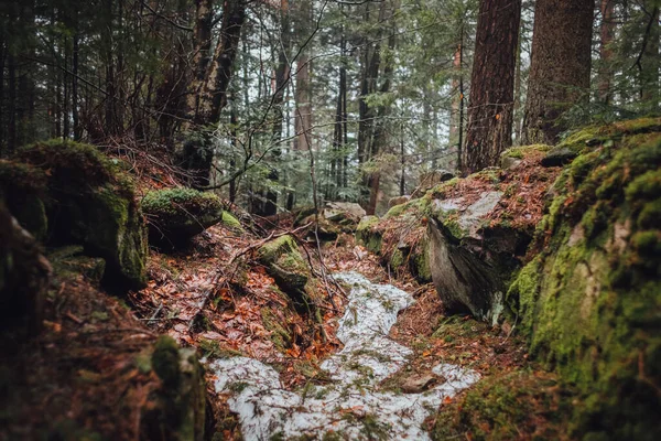 Floresta Dos Cárpatos Dormente Cárpatos Falls — Fotografia de Stock