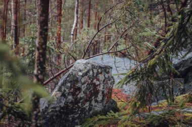 Pasif Karpat Ormanı, Karpat Şelalesi