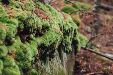 Pasif Karpat Ormanı, Karpat Şelalesi