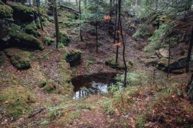 Pasif Karpat Ormanı, Karpat Şelalesi