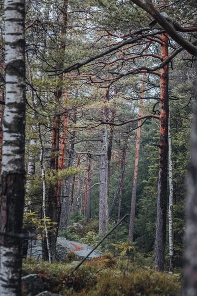 Стійкий Карпатський Ліс Карпатський Водоспад — стокове фото