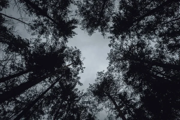 Τυφλό Καρπάθιο Δάσος Καταρράκτες Καρπαθίων — Φωτογραφία Αρχείου