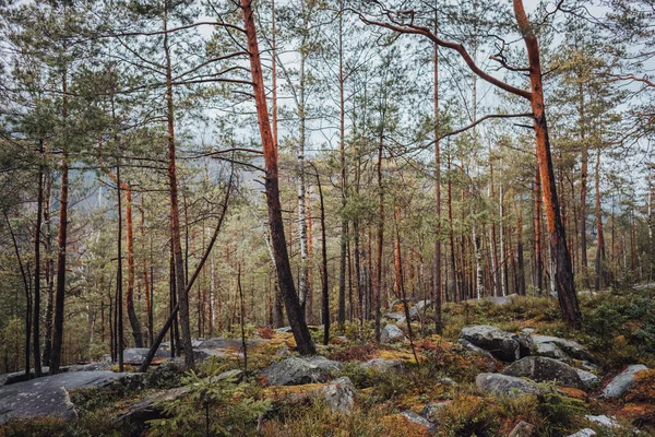 Τυφλό Καρπάθιο Δάσος Καταρράκτες Καρπαθίων — Φωτογραφία Αρχείου
