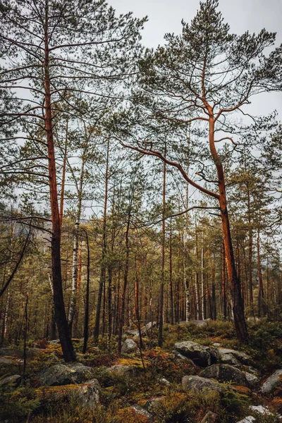 Bosque Los Cárpatos Latente Cárpatos —  Fotos de Stock