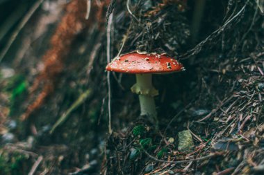 Gün batımları dağların üzerinde güzel, güzel Karpatlar, bulutların içindeki dağlar, şelale, yakın çekim.