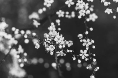 Ağaçlardaki ilk bahar çiçeği.