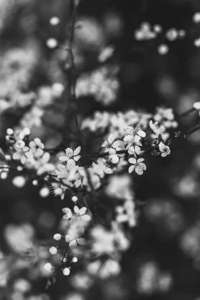Primeira Flor Primavera Nas Árvores — Fotografia de Stock
