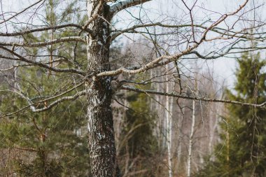 Bahar ormanı, dağlar, makro, göl, kayalar