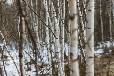 Bahar ormanı, dağlar, makro, göl, kayalar