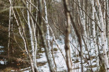 Bahar ormanı, dağlar, makro, göl, kayalar