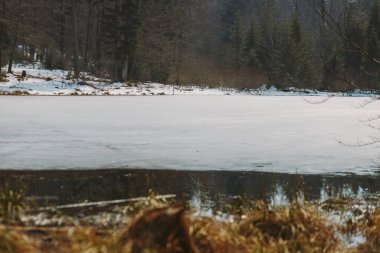 Bahar ormanı, dağlar, makro, göl, kayalar