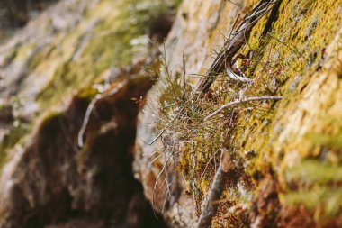 Bahar ormanı, dağlar, makro, göl, kayalar