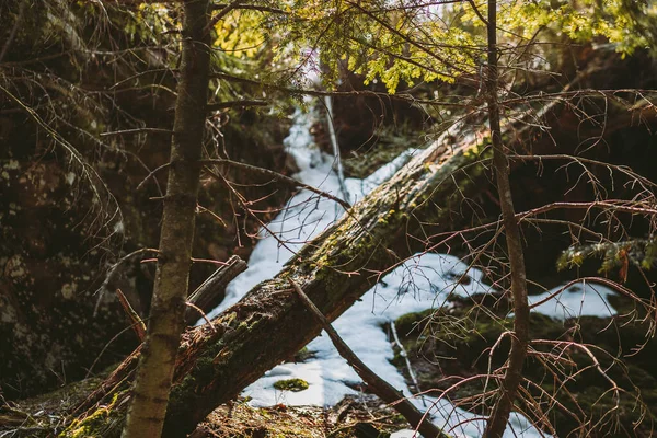 Весняний Ліс Гори Макро Озеро Скелі — стокове фото