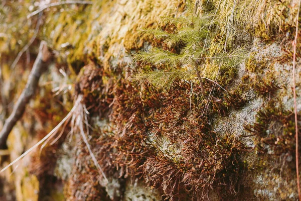 Весенний Лес Горы Макро Озеро Скалы — стоковое фото
