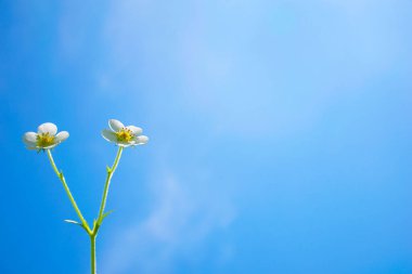 Güzel, taze, beyaz çiçekler kar beyazı bulutları olan mavi gökyüzüne karşı.
