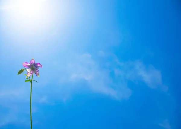 Krásná Svěží Pulzující Purpurově Zabarvená Květina Proti Klasické Modré Obloze — Stock fotografie