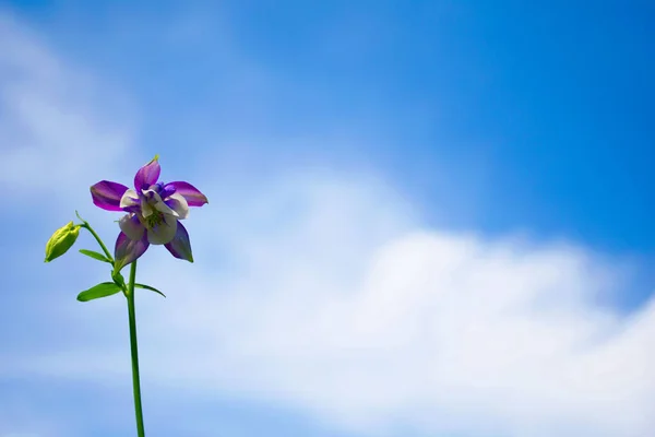 Krásná Svěží Pulzující Purpurově Zabarvená Květina Proti Klasické Modré Obloze — Stock fotografie