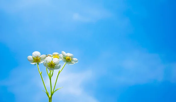 Krásné Čerstvé Bílé Květy Proti Jasné Klasické Modré Obloze Sněhobílé — Stock fotografie