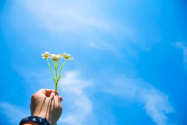 Krásné Čerstvé Květiny Klasické Modré Obloze Pozadí Ruce Koncepce Spořiče — Stock fotografie