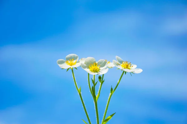 Bílá Kvetoucí Čerstvé Krásné Květiny Klasickém Modrém Pozadí Koncept Spořič — Stock fotografie